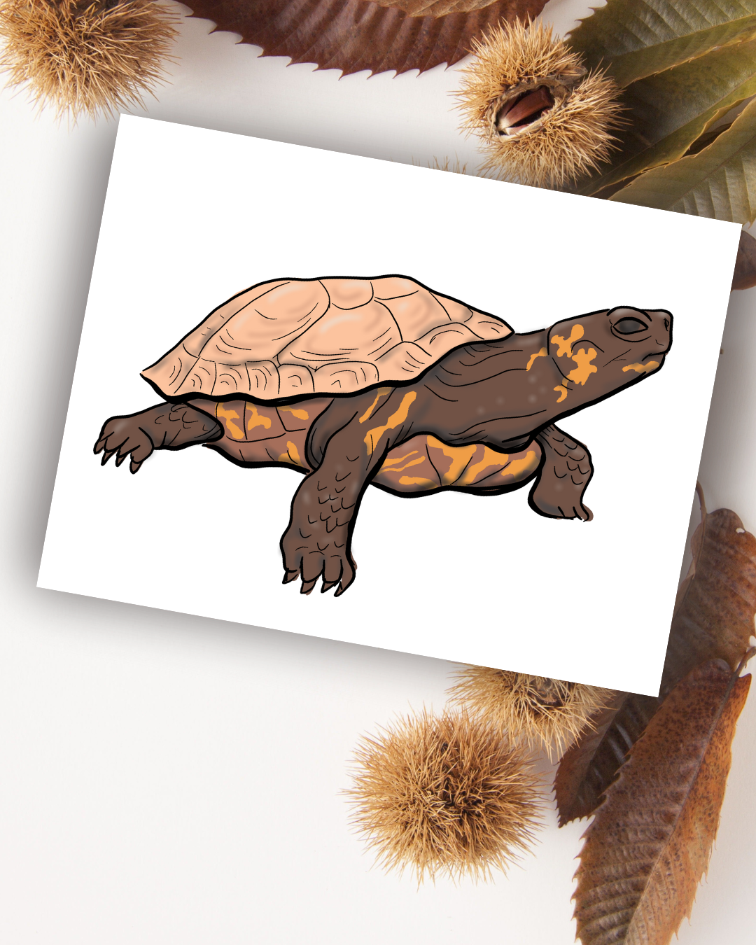 Bog Turtle Art Print